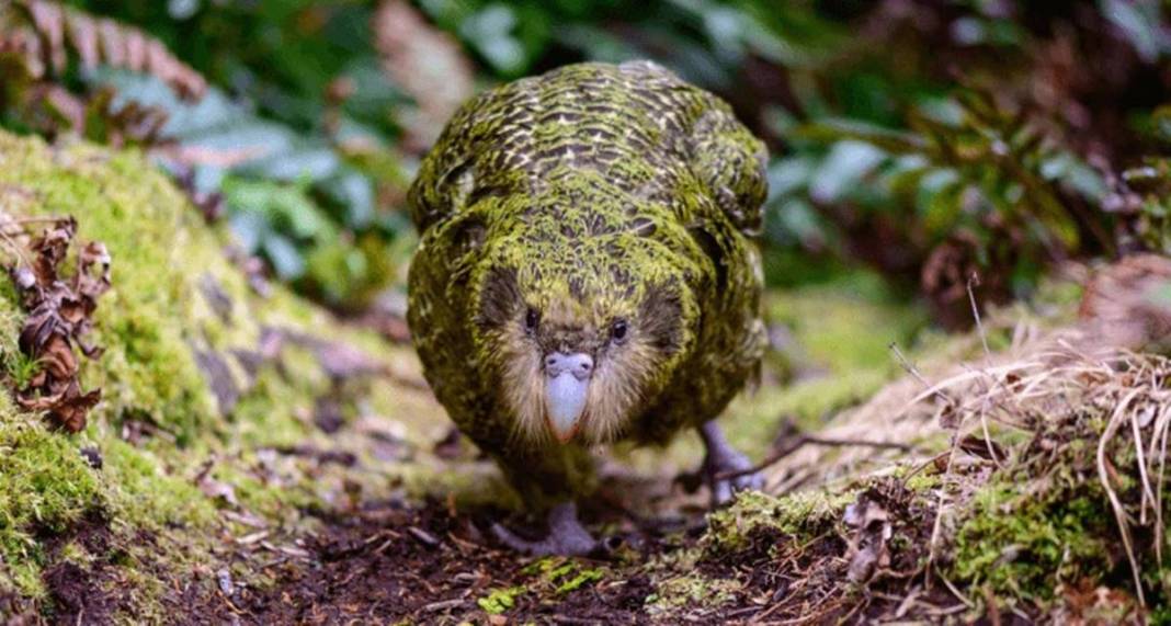 40 yıl sonra sevindiren haber geldi: Bu kez aynı hatayı yapmayalım! Dolu dizgin geri dönüyorlar... 3